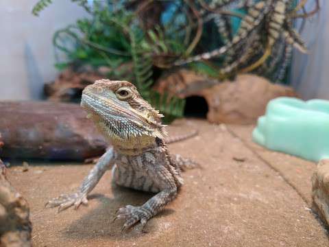 Critters & Things Critters & Things